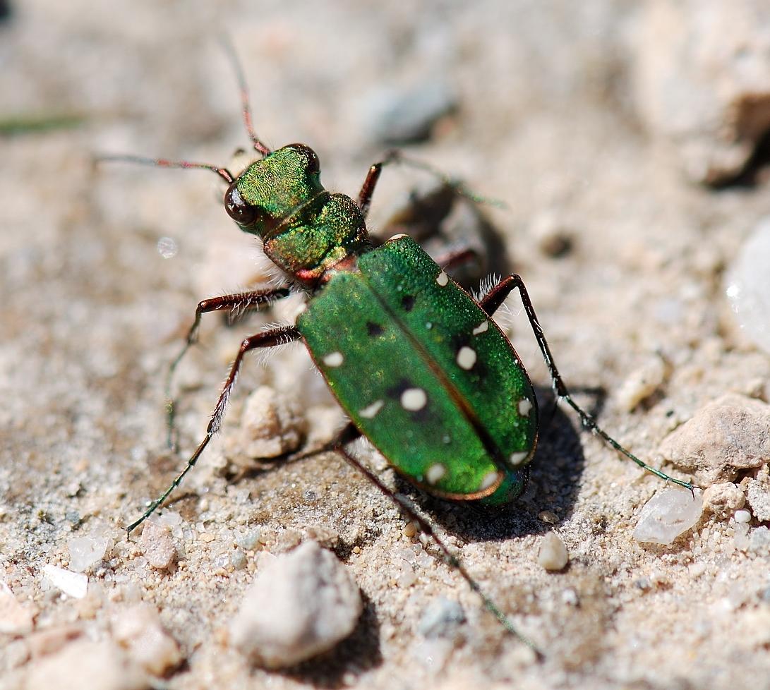 Cicindela campestris corsicana